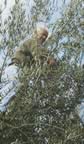 omino che coglie olive.jpg (32kb)